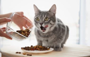 Как выбрать корм для кошек с аллергией