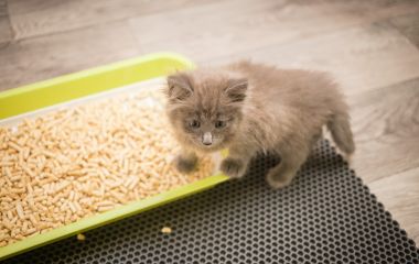 Как выбрать наполнитель для котёнка