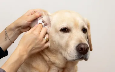 Уход за ушами и глазами собаки: пошаговая инструкция