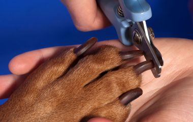 Как стричь когти собаке: советы и ошибки