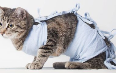Чем кормить кошку после стерилизации?