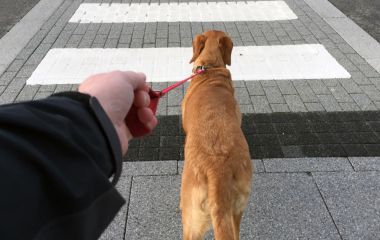 Как научить собаку не тянуть поводок?