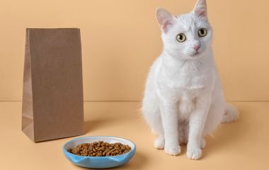 Почему кошка просит еду после кормления и что делать