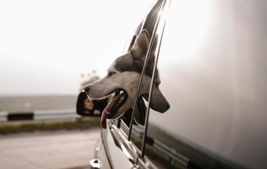 Что взять с собой в дорогу с котом или собакой?