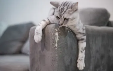 Как отучить кошку царапать мебель?