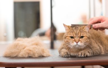 Как бороться с шерстью кошки в доме?