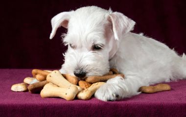 Какие лакомства для собак безопасны и полезны?