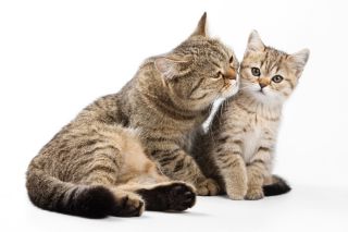 Товары для кошек