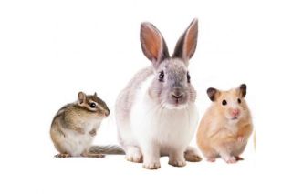 Товары для грызунов