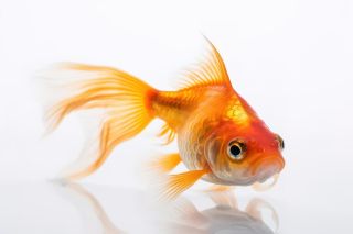 Товар для рыб и рептилий