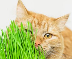 Пророщеный овес